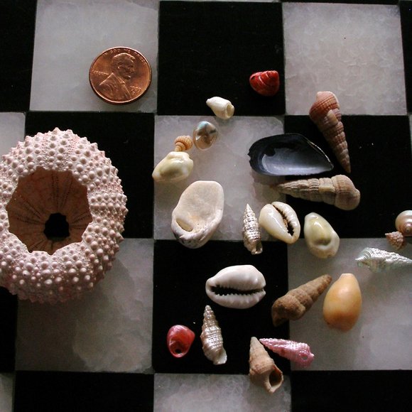 Dollhouse Mini Rare Barbie Mattel Shark 2010 T7018 AND Sea Urchin With Seashells - Picture 13 of 16